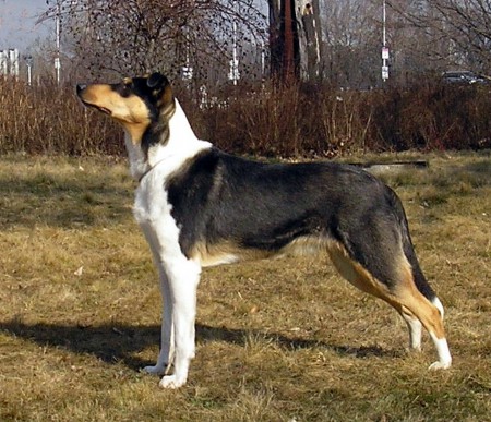 Mighty´s Spring Meadow Mose Moesen